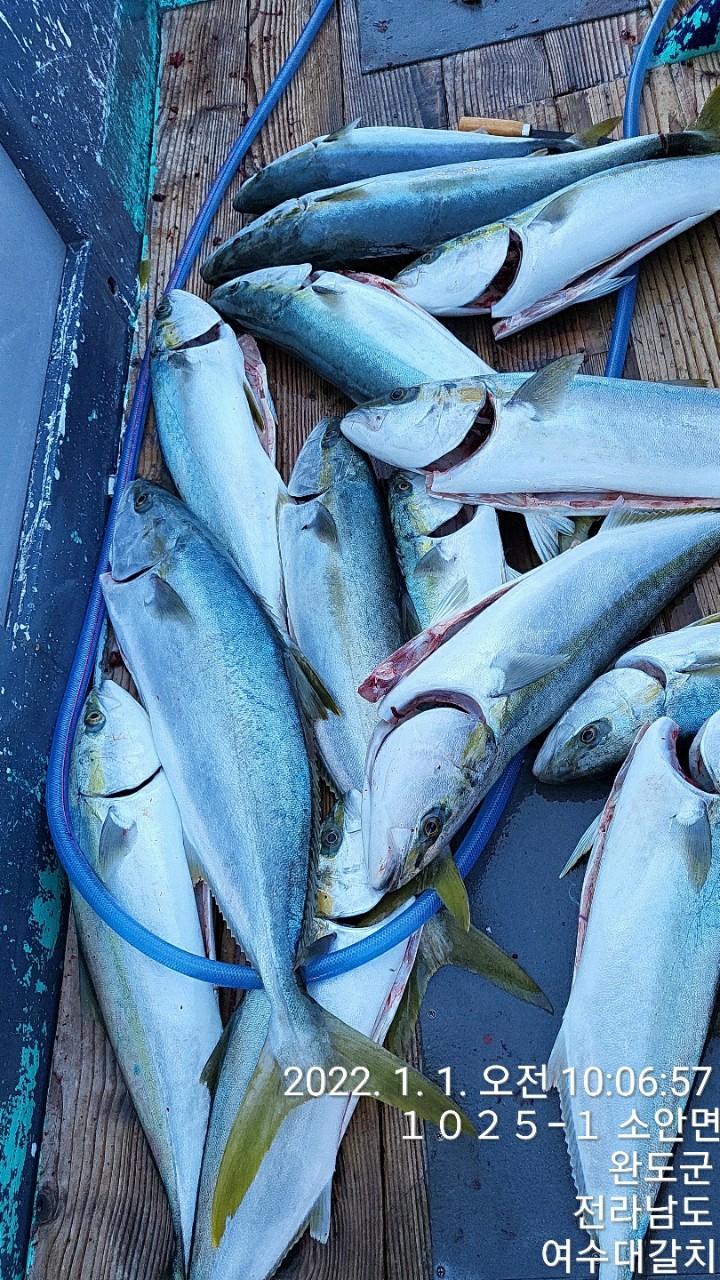 새해 첫 빅게임 대갈치선단 바다호 조황