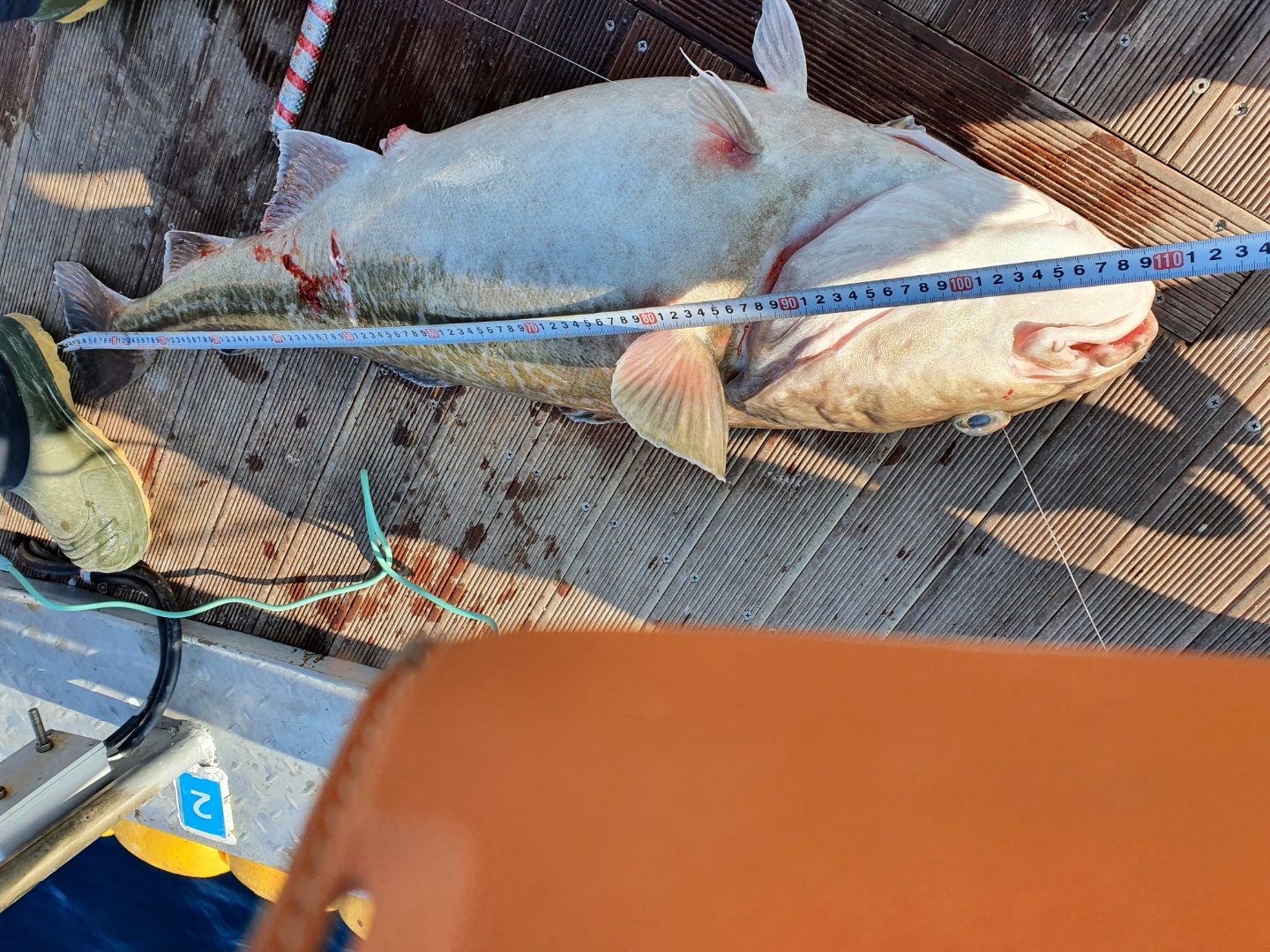 장호항 은하호 미터오버 왕왕왕 대구 조황