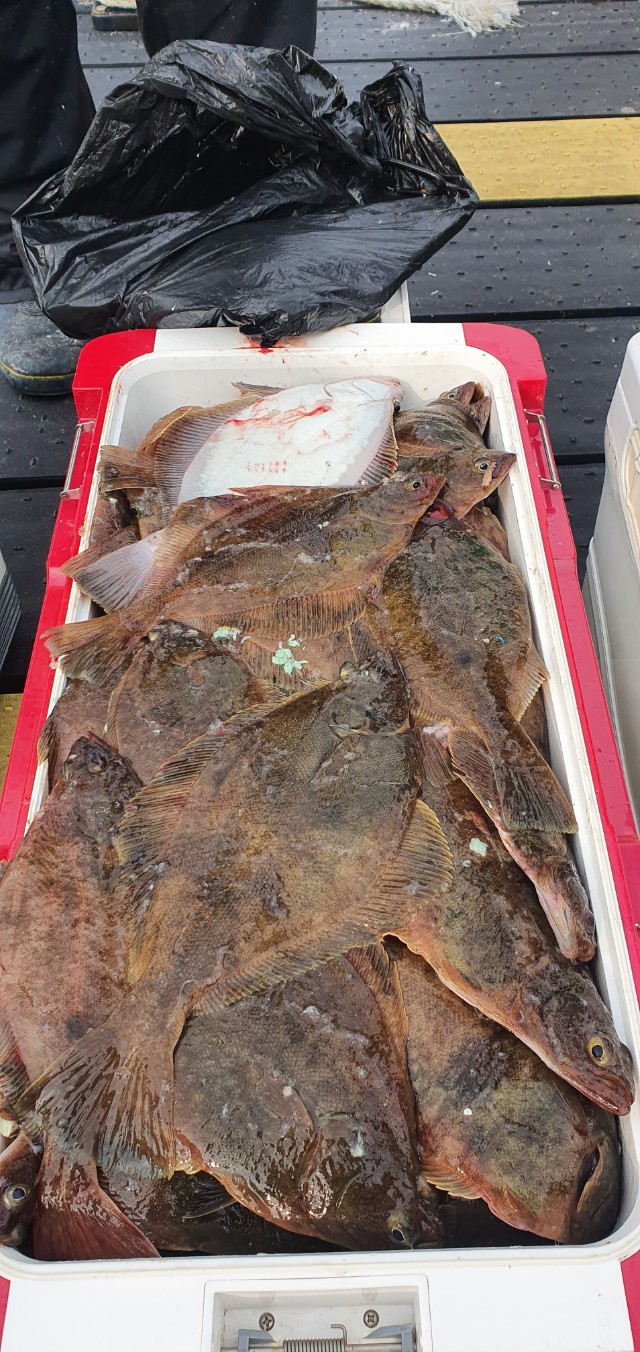 고성 어구가자미 대장쿨러 조황